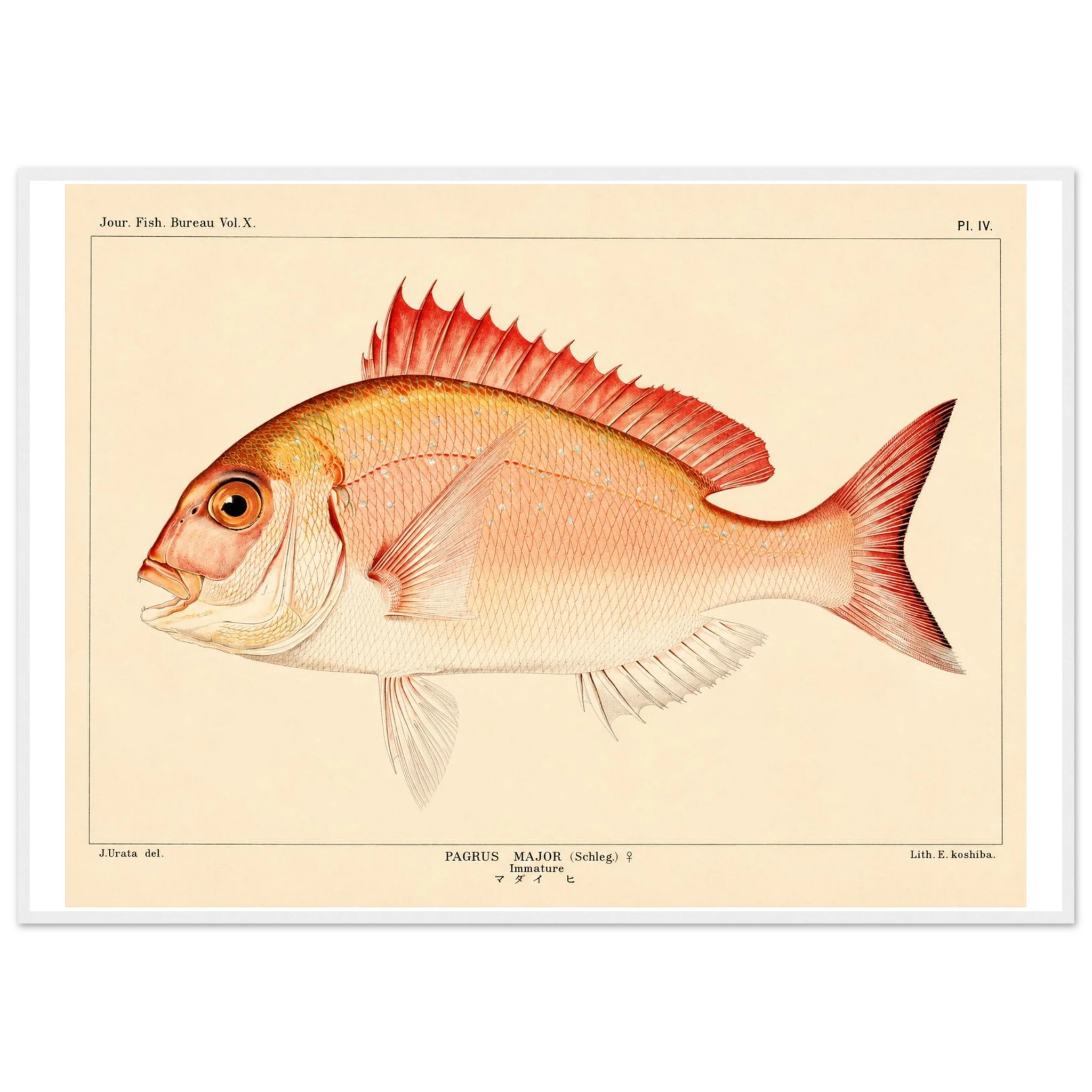4e7e2688-f5af-4967-aeae-c768de28c8cb